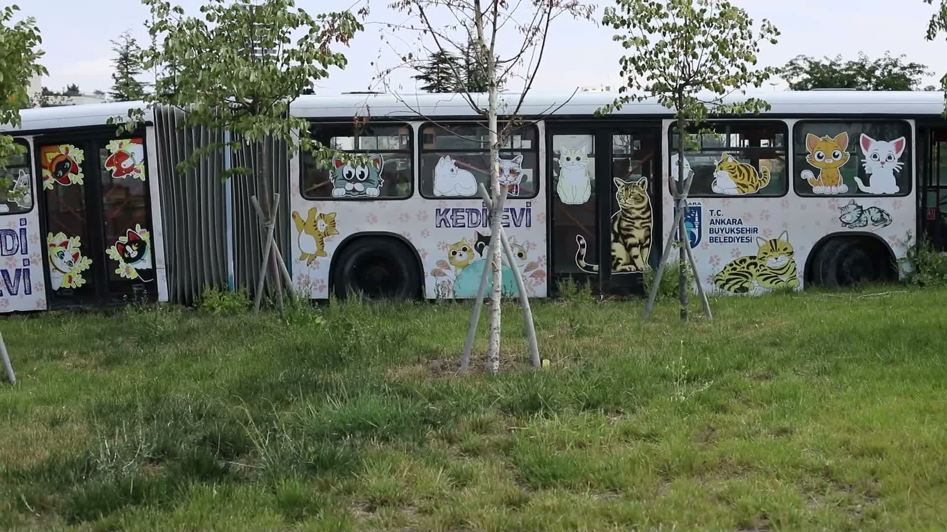 kedi kısırlaştırma