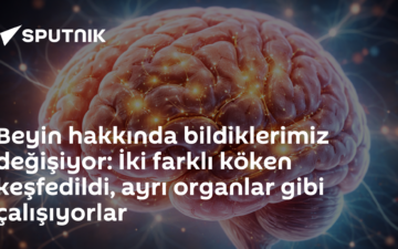 İki kökenli beyin